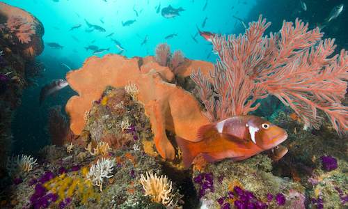 المحميات الطبيعية البحرية